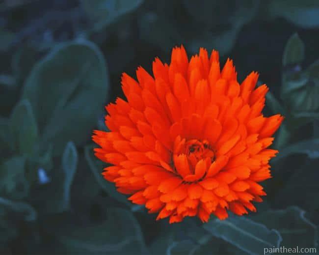 Orange Marigold Painting By Numbers Kits