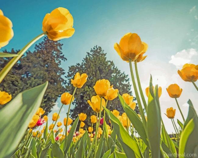 Yellow Tulips From Below Painting By Numbers Kits