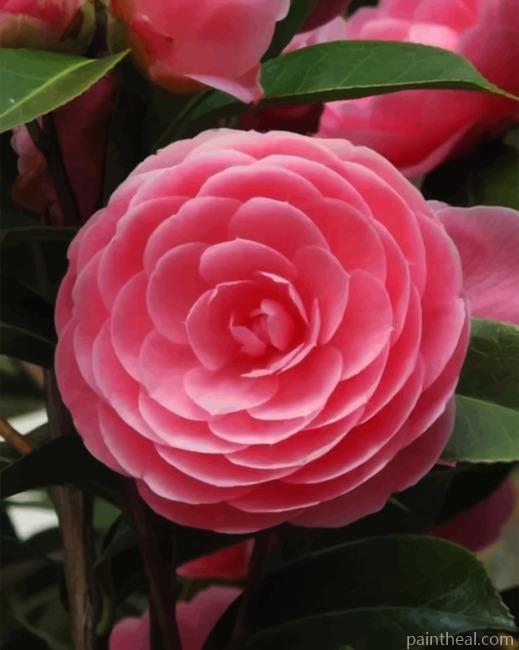 Beautiful Bloom Painting By Numbers Kits