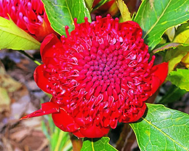 Waratah Telopea Speciosissima Painting By Numbers Kits