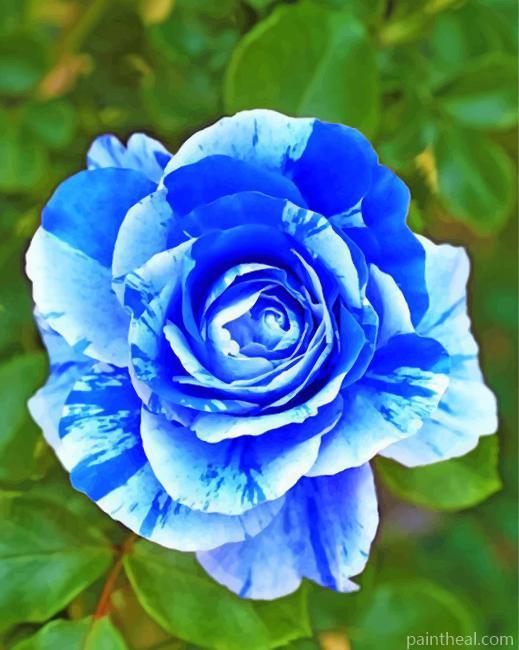 Blue Rose Painting By Numbers Kits