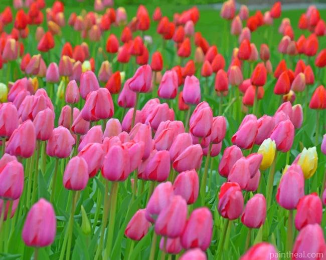 Pink Red Tulips Painting By Numbers Kits