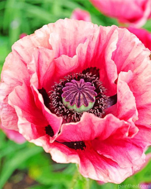 Close Up Pink Poppy Painting By Numbers Kits