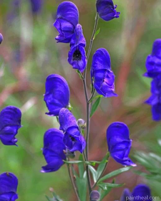 Velvet Aconite Flowers Painting By Numbers Kits
