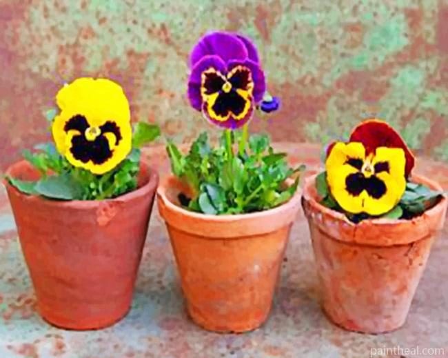 Three Pansy Flowers Painting By Numbers Kits