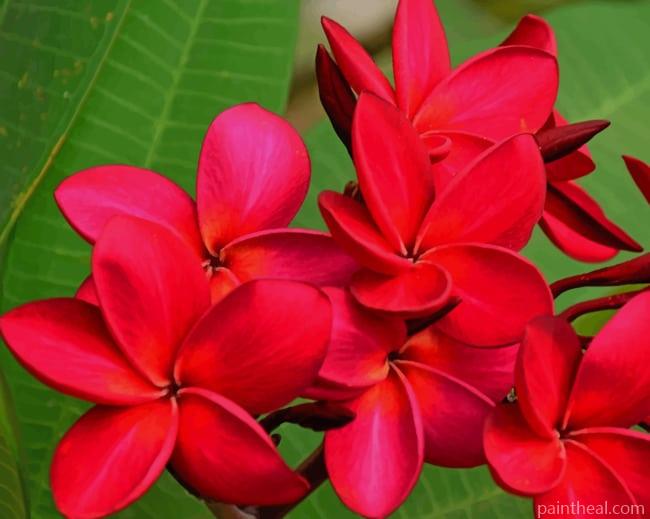 Red Plumeria Flower Painting By Numbers Kits