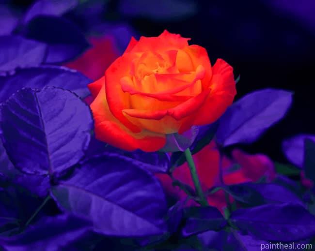 Orange Rose Bud Painting By Numbers Kits