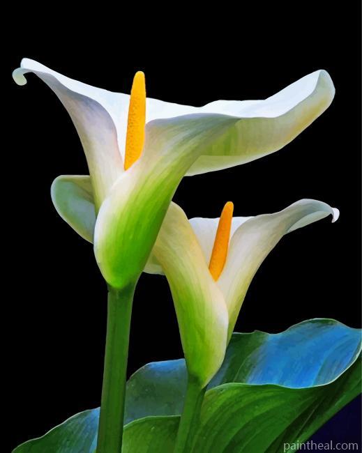 Aesthetic Arum Lilies Painting By Numbers Kits