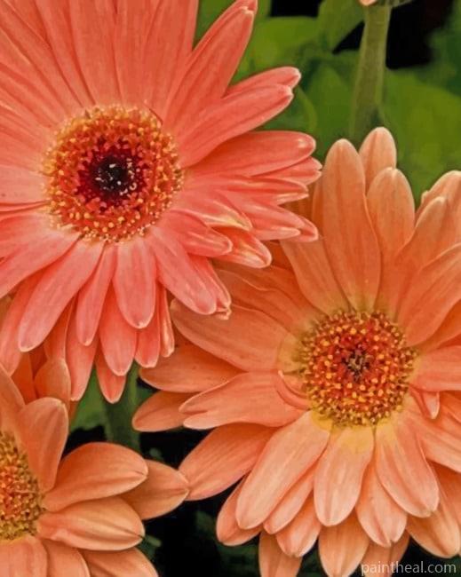 Peach Gerbera Daisy Painting By Numbers Kits