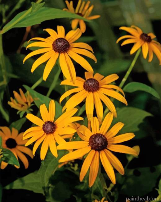Black Eyed Susan Painting By Numbers Kits