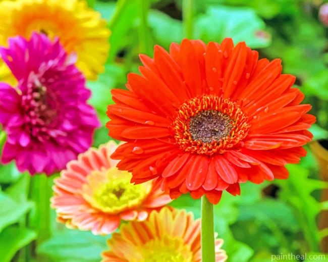 Aesthetic Gerbera Daisy Flowers Painting By Numbers Kits