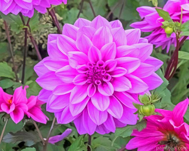Dahlia Lilac Painting By Numbers Kits