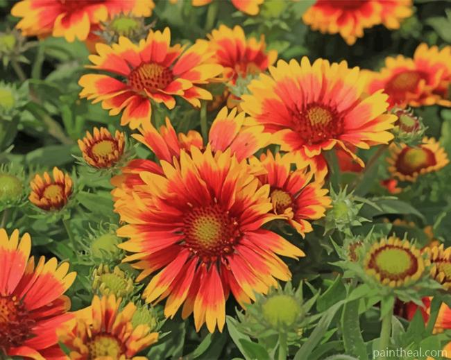 Blanket Flowers Gaillardia Aristata Wild Painting By Numbers Kits