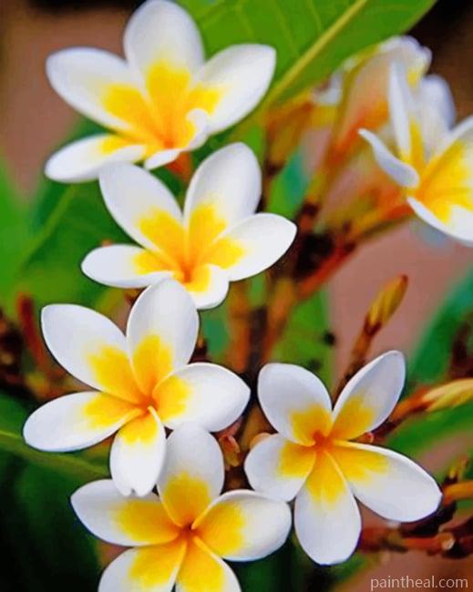 Gardenia Taitensis Painting By Numbers Kits