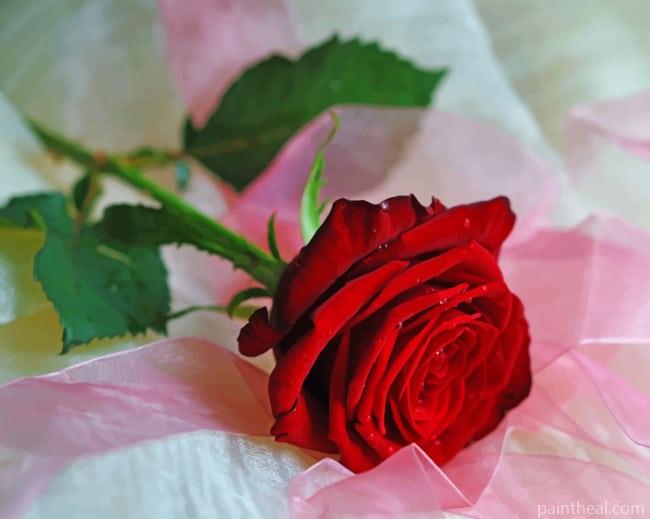Valentine Rose Flowers Painting By Numbers Kits