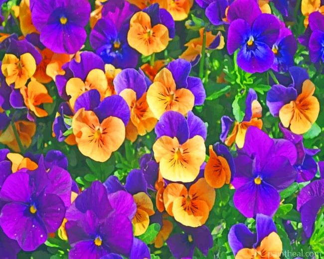 Purple And Yellow Pansies Painting By Numbers Kits
