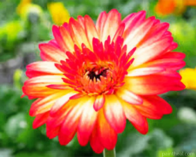 Gerbera Daisy Painting By Numbers Kits