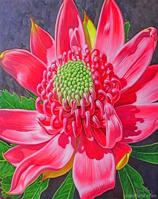 Waratahs Native Flower Painting By Numbers Kits