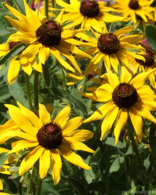 Black Eyed Susan Flowers Painting By Numbers Kits