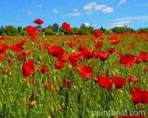 Poppy Flowers Field Painting By Numbers Kits