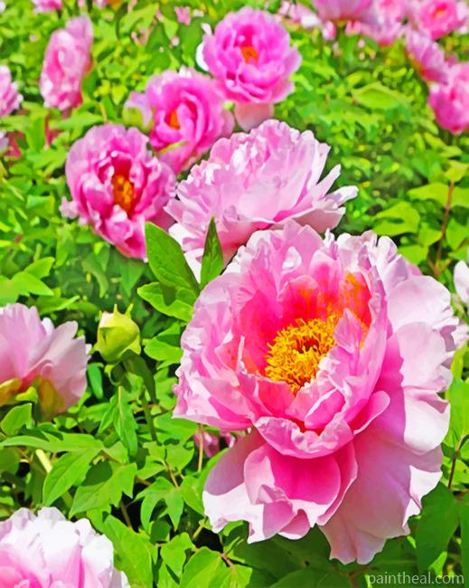 Pink Peonies Flowers Painting By Numbers Kits