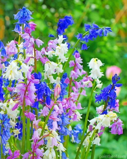 Spanish Bluebells Painting By Numbers Kits