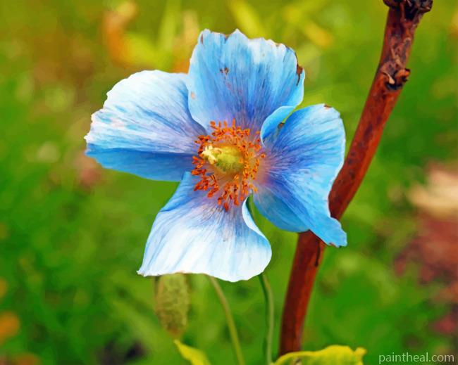 Blue Poppy Painting By Numbers Kits