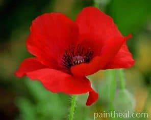 A Red Poppy Flower Painting By Numbers Kits