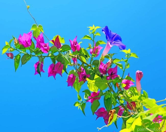 Bougainvillea Flowers Painting By Numbers Kits