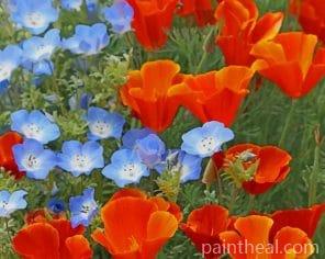 Red and Blue Poppy Flowers Painting By Numbers Kits