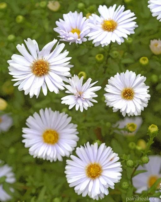White Aster Flower Painting By Numbers Kits