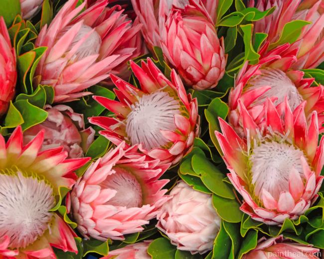 Pretty Protea Flowers Painting By Numbers Kits