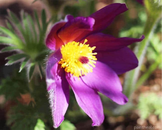 Purple Aster Painting By Numbers Kits