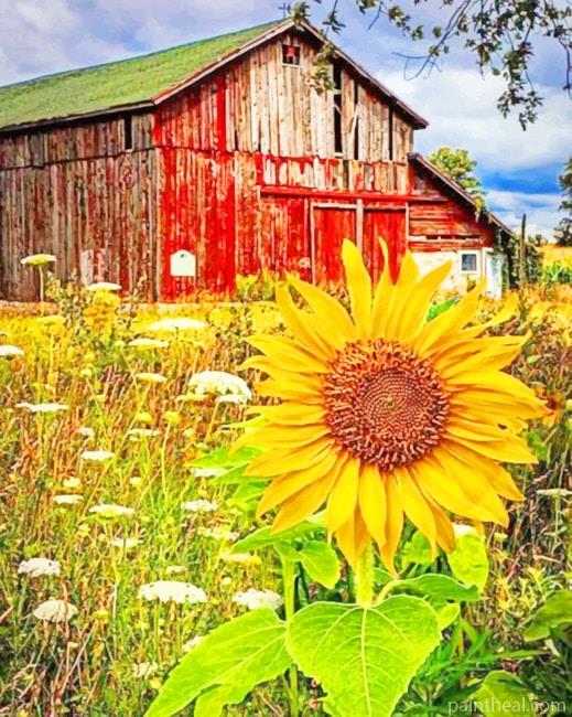 Old Barn And Sunflowers Painting By Numbers Kits