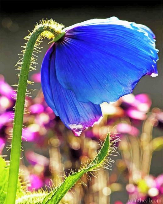 Himalayan Blue Poppy Painting By Numbers Kits