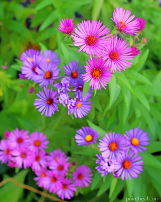 Wild Flowers Aster England Painting By Numbers Kits