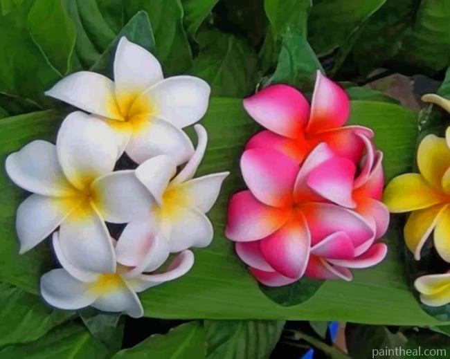 Green Leaves And Plumeria Flowers Painting By Numbers Kits