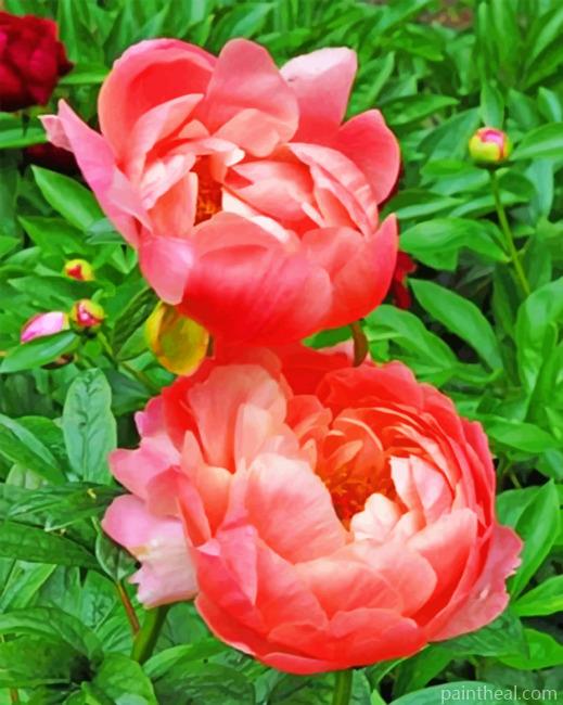 Pink Peonies Roses Painting By Numbers Kits