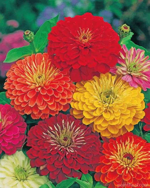 Zinnias Flowers Painting By Numbers Kits
