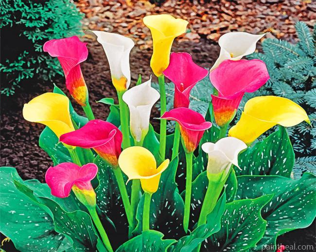 Calla Lily Painting By Numbers Kits