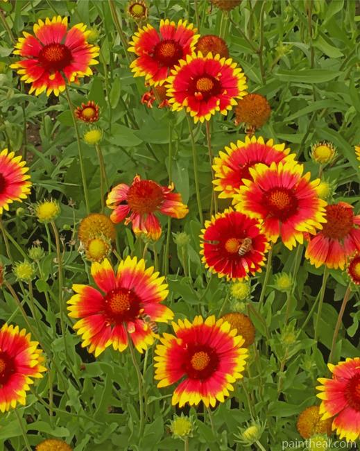 Gaillardia Aristata Wild Flowers Painting By Numbers Kits