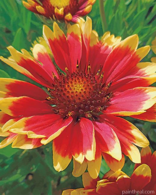Wild Flower Gaillardia Painting By Numbers Kits