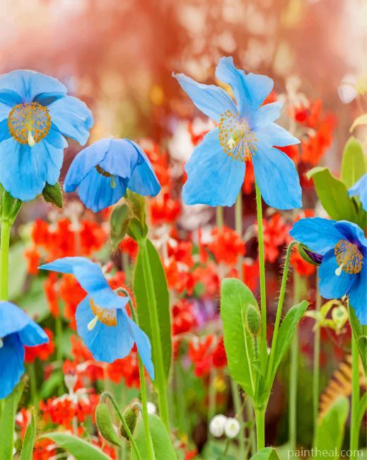 Blue Poppies Flowers Painting By Numbers Kits