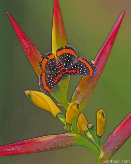 Butterfly And Bird Of Paradise Flower Painting By Numbers Kits