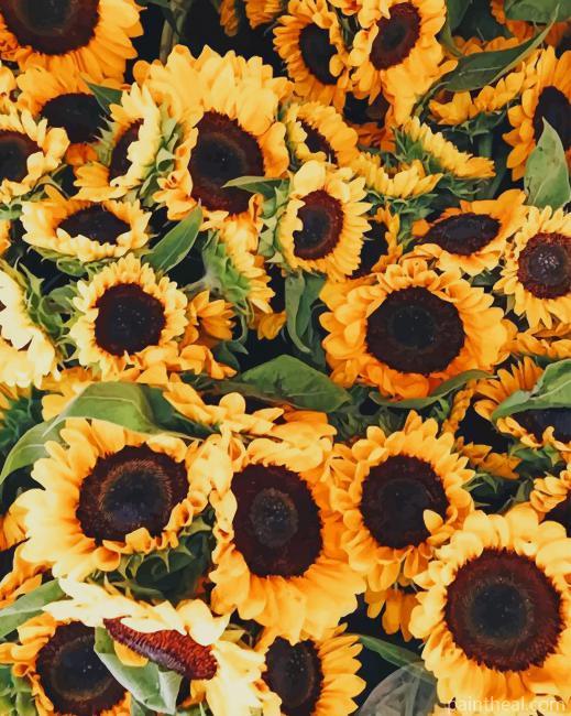 Beautiful Sunflowers Painting By Numbers Kits