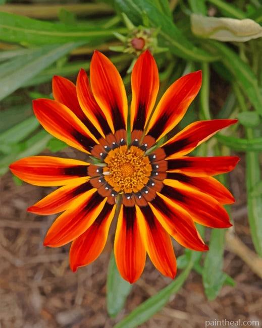Gazania Daisies Painting By Numbers Kits