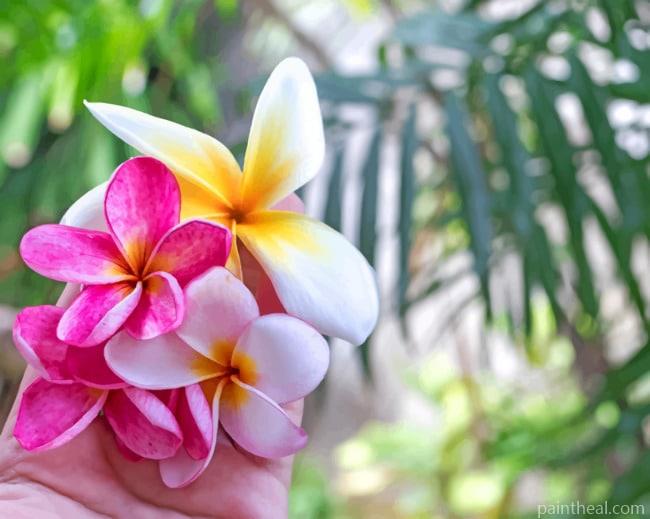 Pink Plumeria Flowers Painting By Numbers Kits