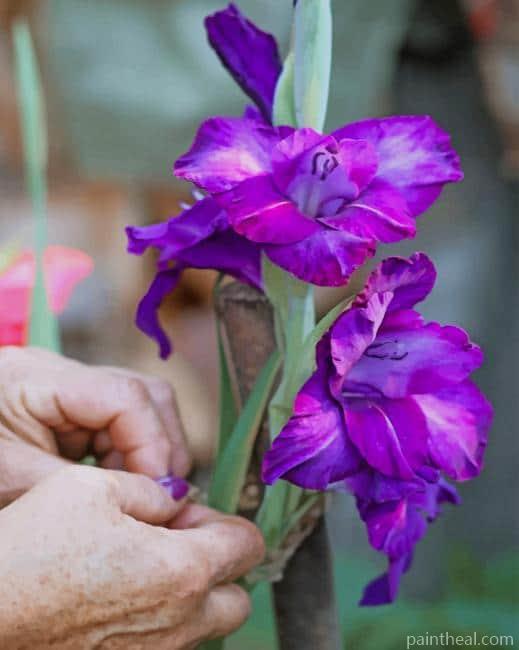 Purple Netted Iris Painting By Numbers Kits