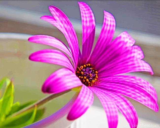 Superb Purple Flower Painting By Numbers Kits