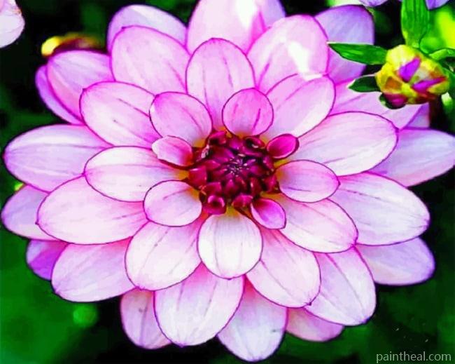 Purple Dahlia Painting By Numbers Kits